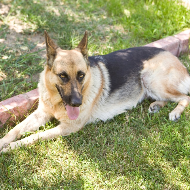 A German Shepherd sitting on the grass
