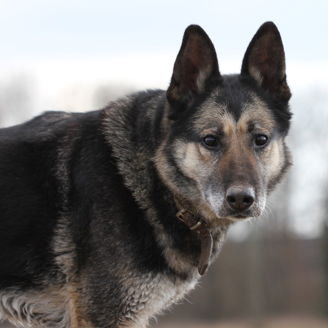 A german Shepherd looking at someone