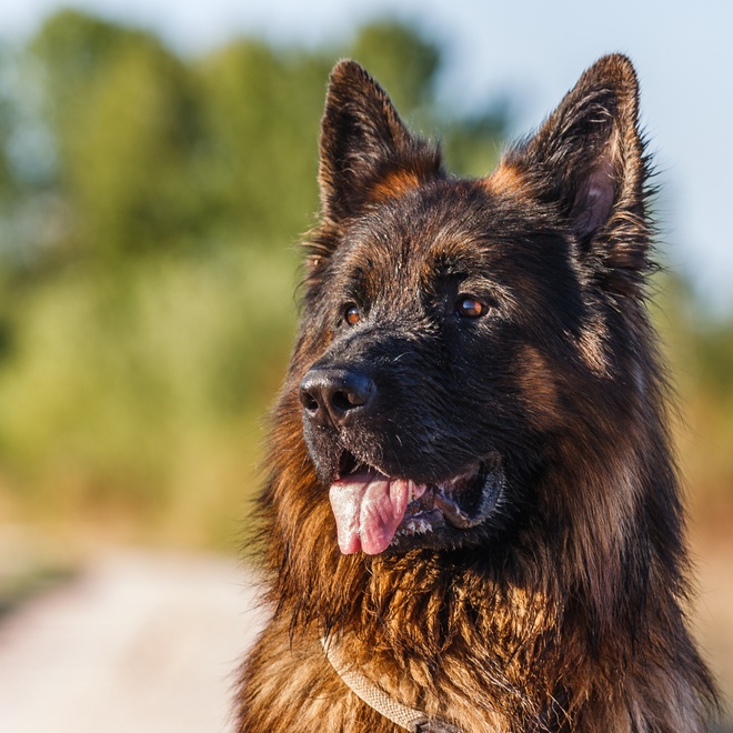 A German Shepherd looking at something