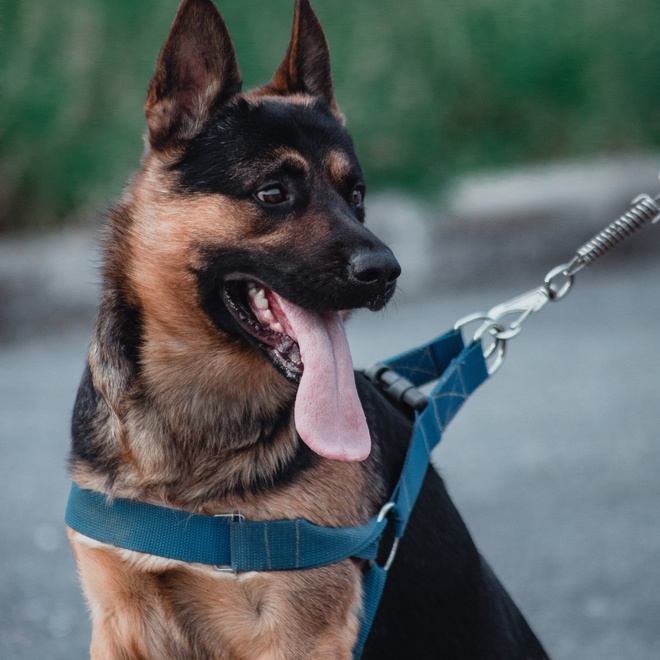 A german shepherd in a leash looking at something