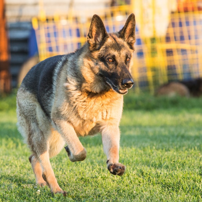 A German Shepherd running in the grass