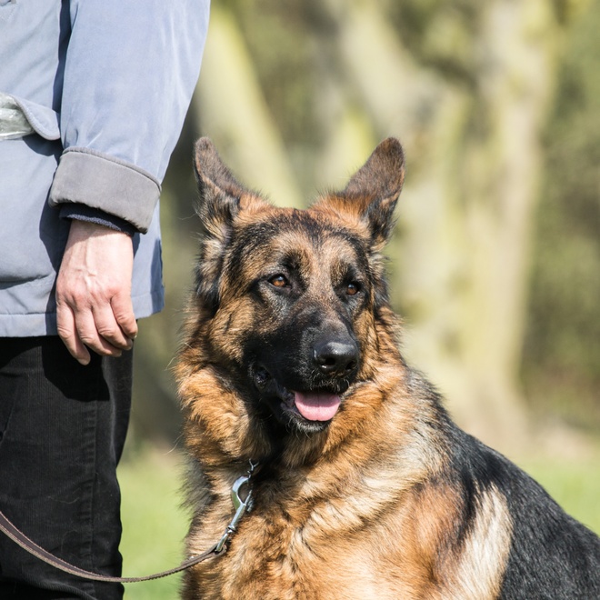 A German Shepherd on a leash with his owner