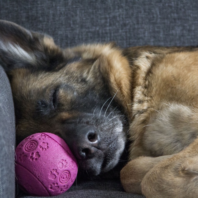 A German Shepherd sleeping with his ball