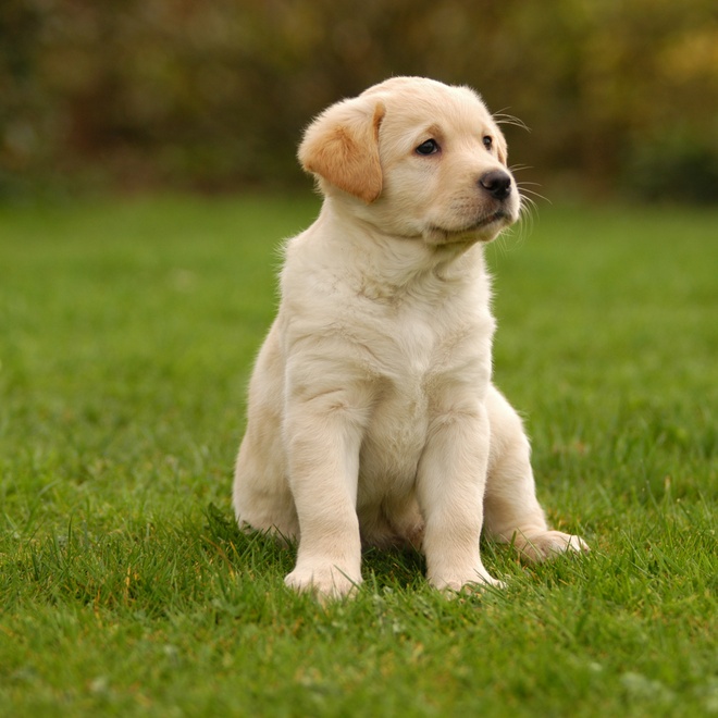 A Golden Retriever puppy sitting in the grass
