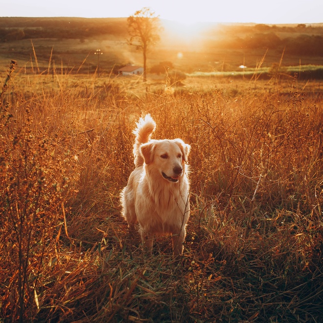 A Golden Retriever in the grass at sunset