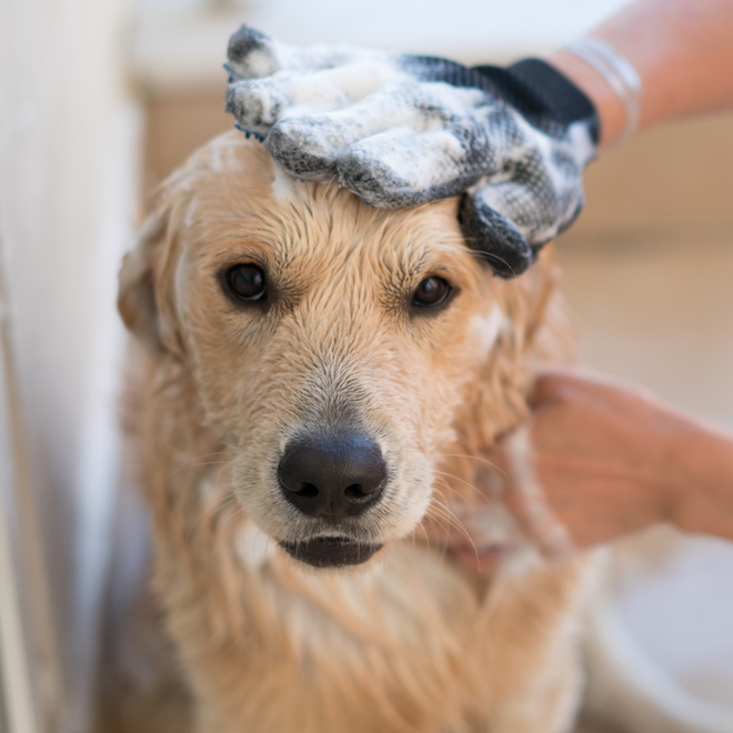 A Golden Retriever taking a bath