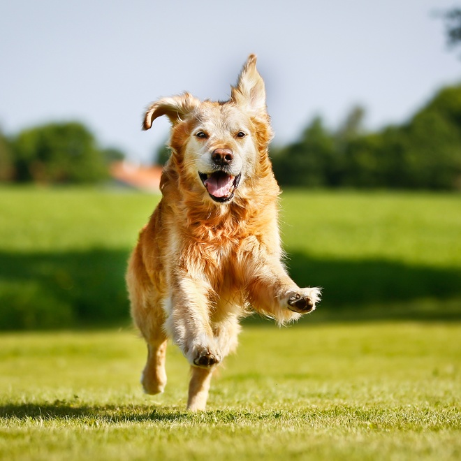 A Golden Retriever running outdoors