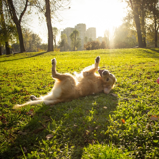 A Golden Retriever rolling in the grass