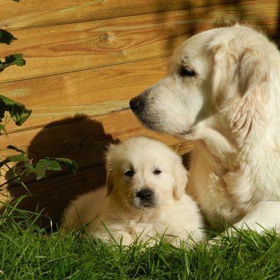 A Golden Retriever puppy and its mother lying in the grass