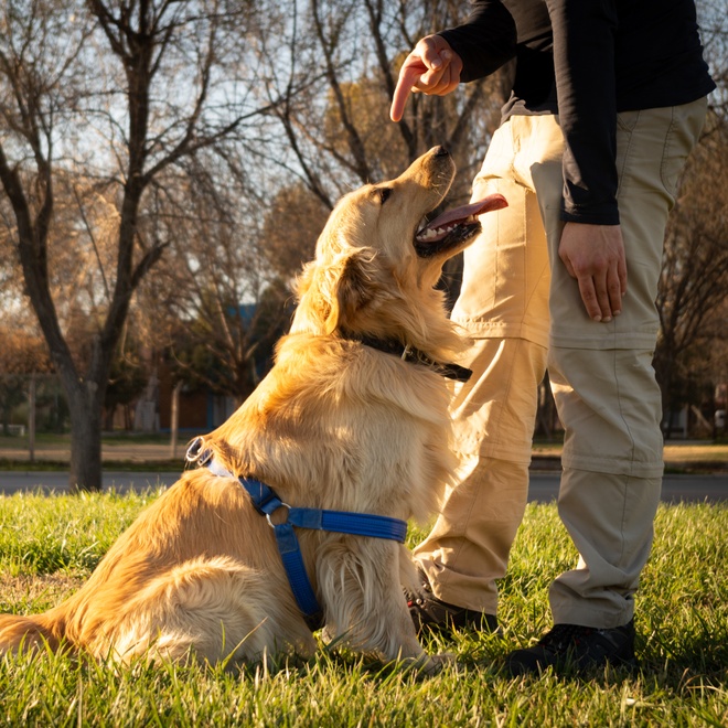 A Golden Retriever who obeys his master's command: "sit"