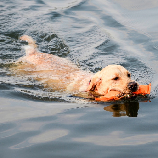 A Golden Retriever swimming in water