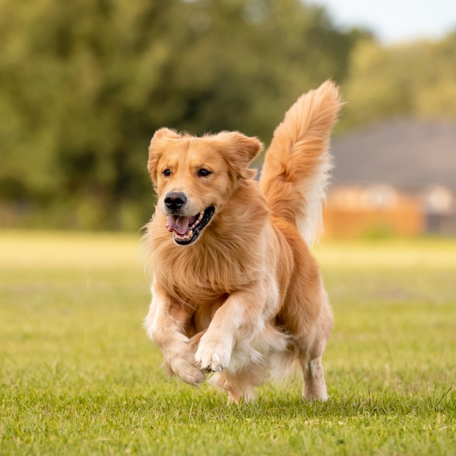 A Golden Retriever running with its tail in the air