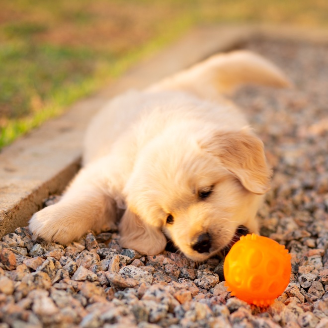 A Golden Retriever puppy playing with a ball