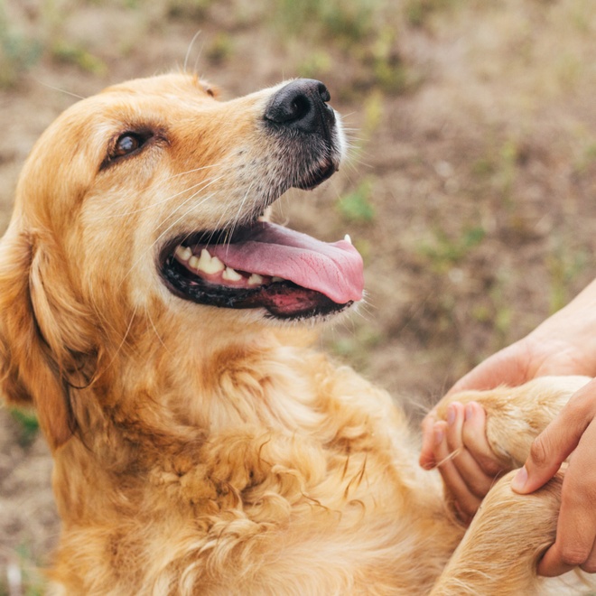 A Golden Retriever who gives his master the paw