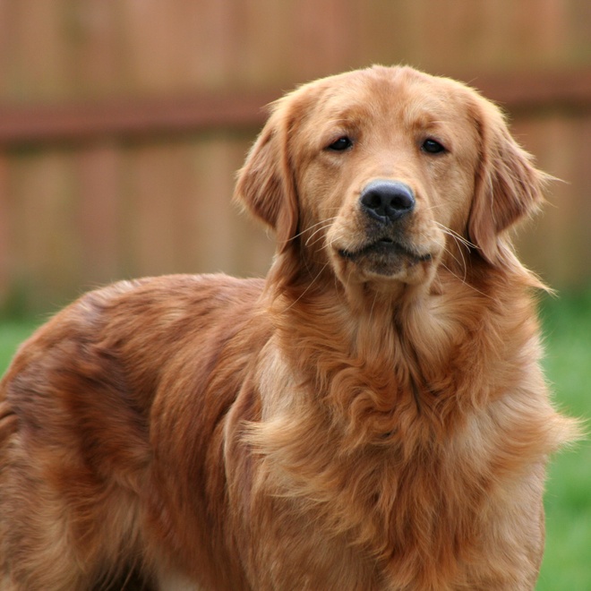 Portrait of a handsome Golden Retriever standing upright