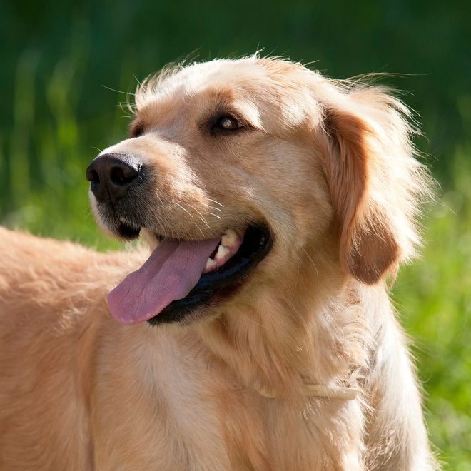 Profile of a beautiful Golden Retriever with tongue hanging out