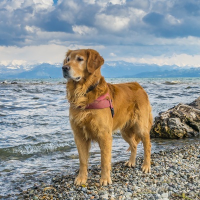 Golden Retriever Dog Breed: Temperament, Facts and Traits