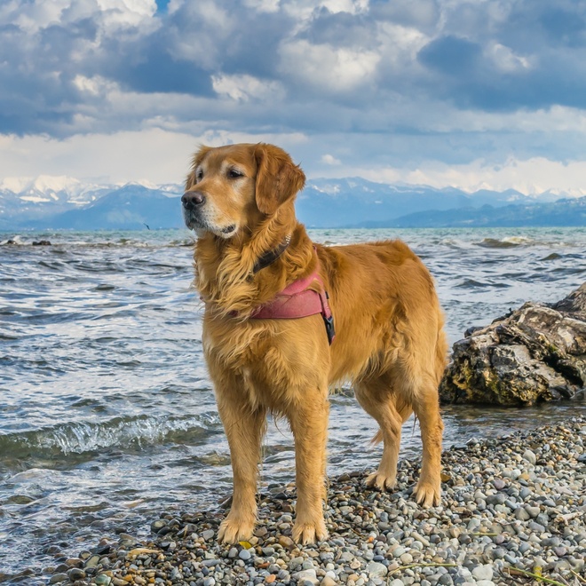A Golden Retriever standing in front of the sea