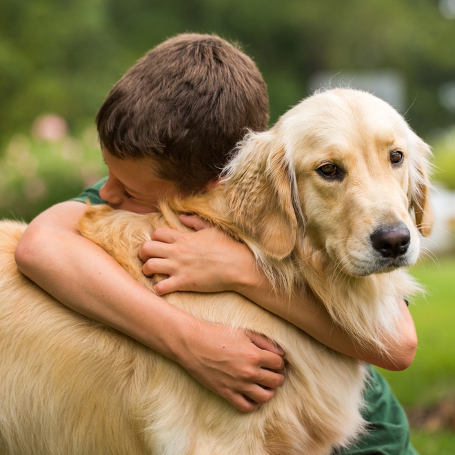 A child cuddling a Golden Retriever