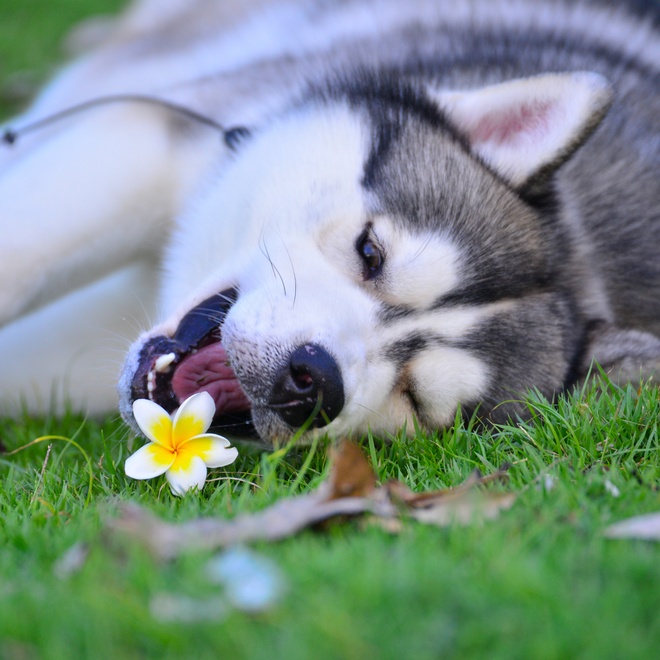 un husky allongé sur l'herbe qui essaye d'attraper avec sa bouche, une fleur
