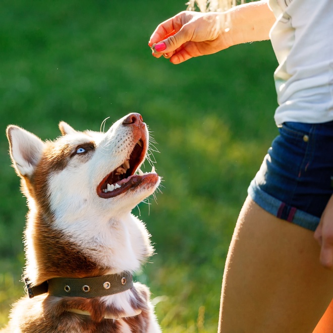 un husky se faisant dresser par sa propriétaire