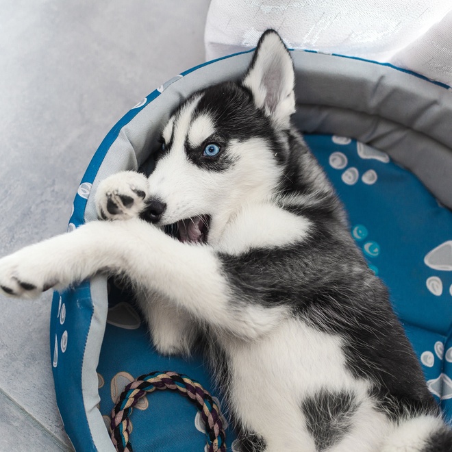 un husky dans son panier