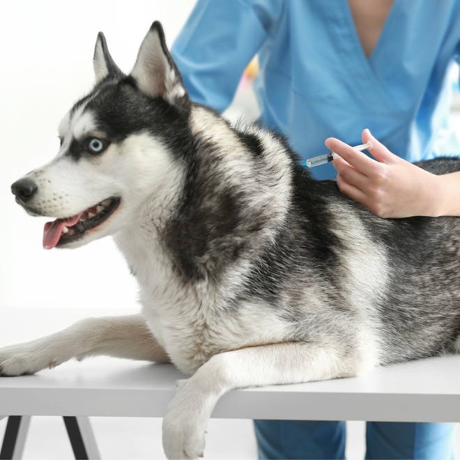 un husky chez le/la vétérinaire recevant une piqure