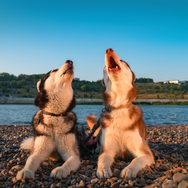 deux huskies assis, la tete jetée en arriere pour pousser un hurlement