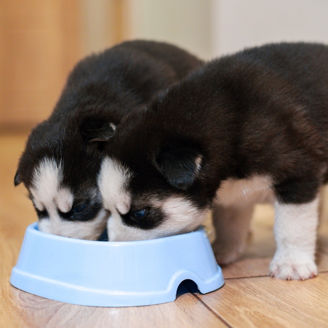 deux petits huskies qui mangent dans la meme gamelle