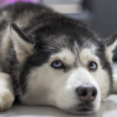 Zoom on the face of a Husky