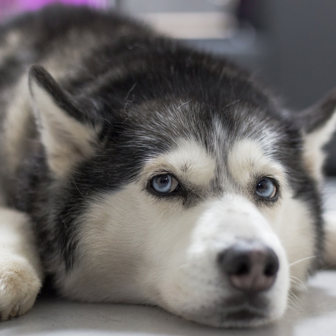 un husky a la tete affalée au sol