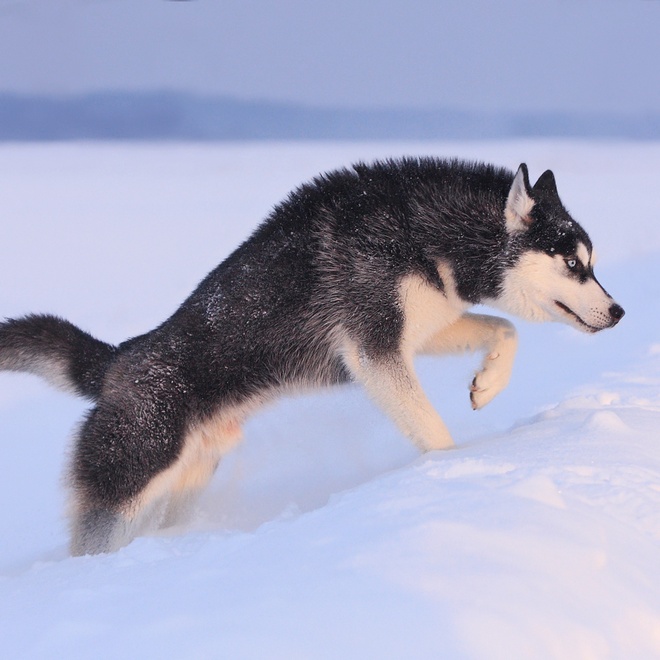 un husky qui marche dans la neige