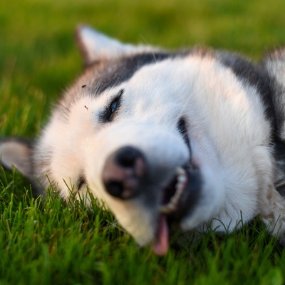 Portrait of a Husky lying in the grass