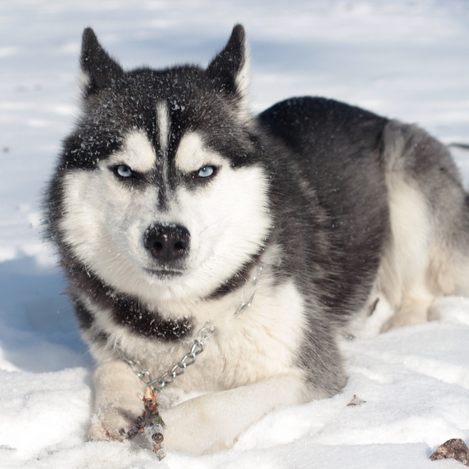 un husky robsute assis dans la neige