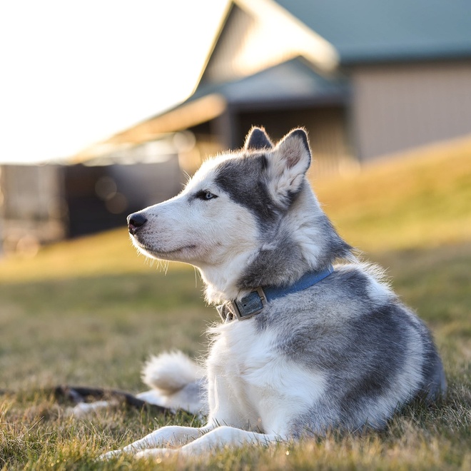 un husky assis qui regarde vers l'horizon