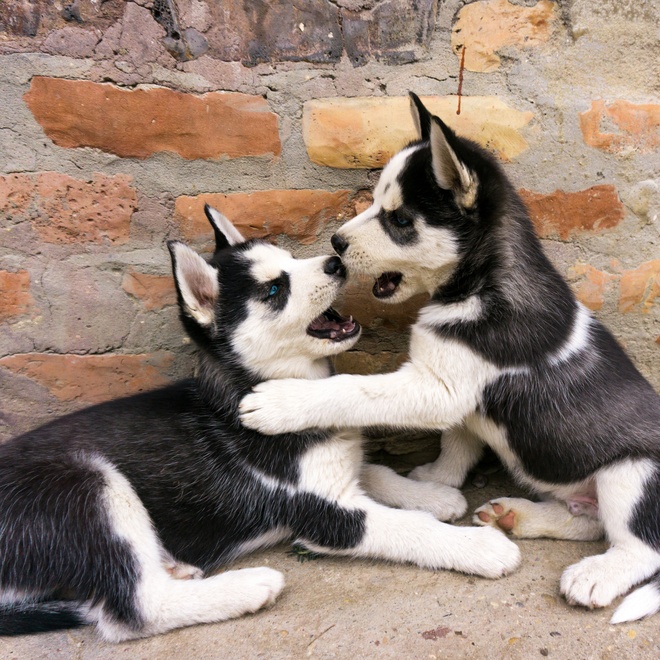 deux jeunes husky qui jouent ensemble