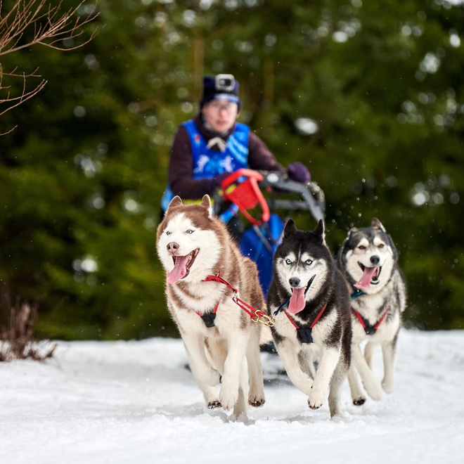 trois huskies qui tirent un traineau