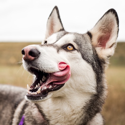 Portrait of a husky with his tongue out