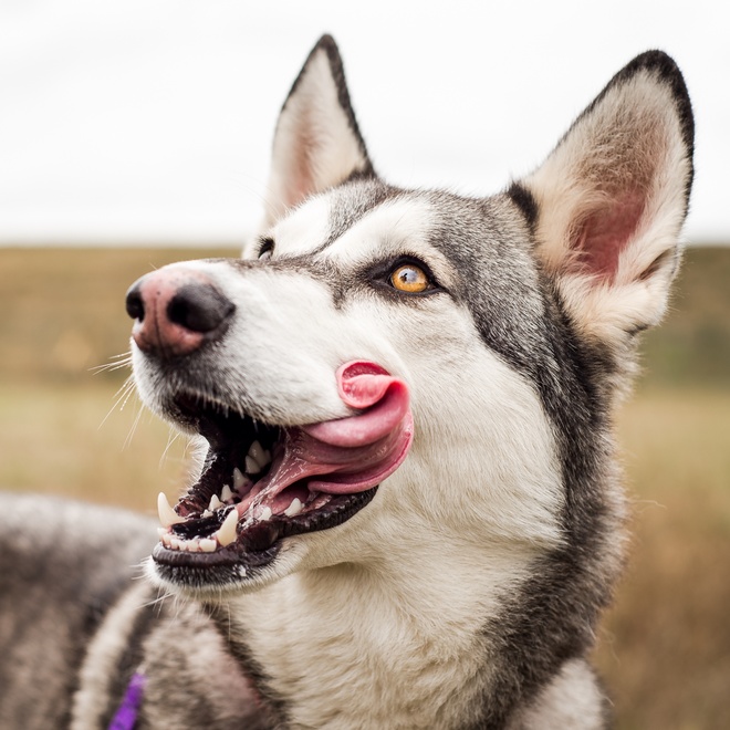 un husky qui sort sa langue de travers