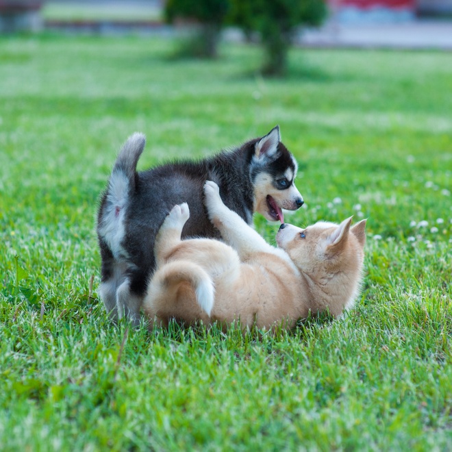 deux huskies qui se chamaillent gentiment sur l'herbe