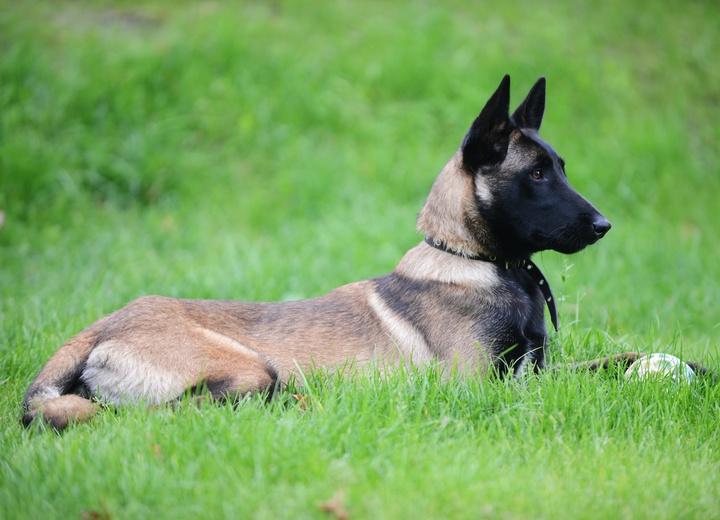 A Malinois lying in the grass
