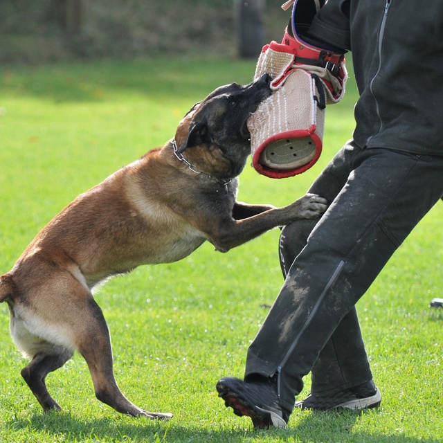 A Malinois practicing to defend by biting