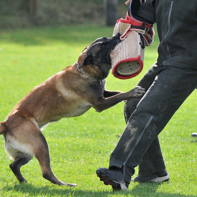 Un Malinois qui s'exerce à défendre en mordant