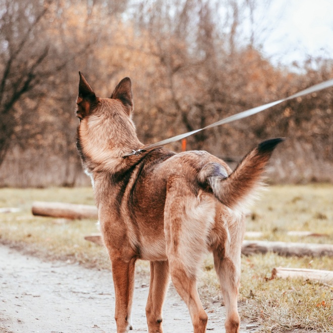 Un Malinois de dos en laisse