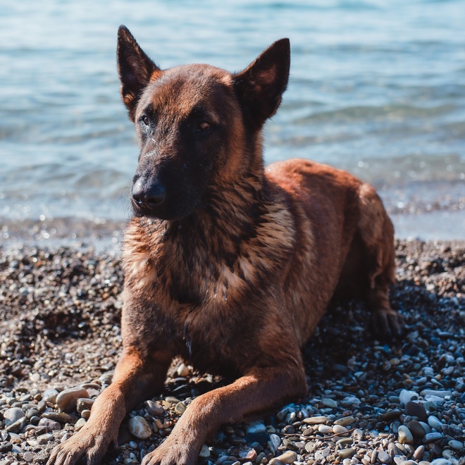 Un Malinois allongé au bord de l'eau