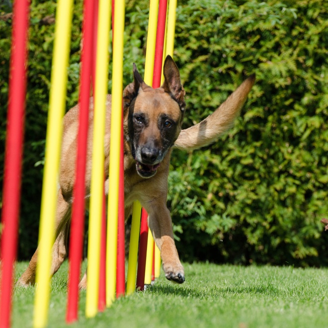 Un Malinois qui fait un parcours de slalom