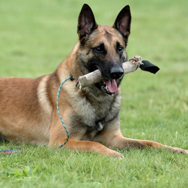 Un Malinois allongé dans l'herbe avec un jeu dans la gueule