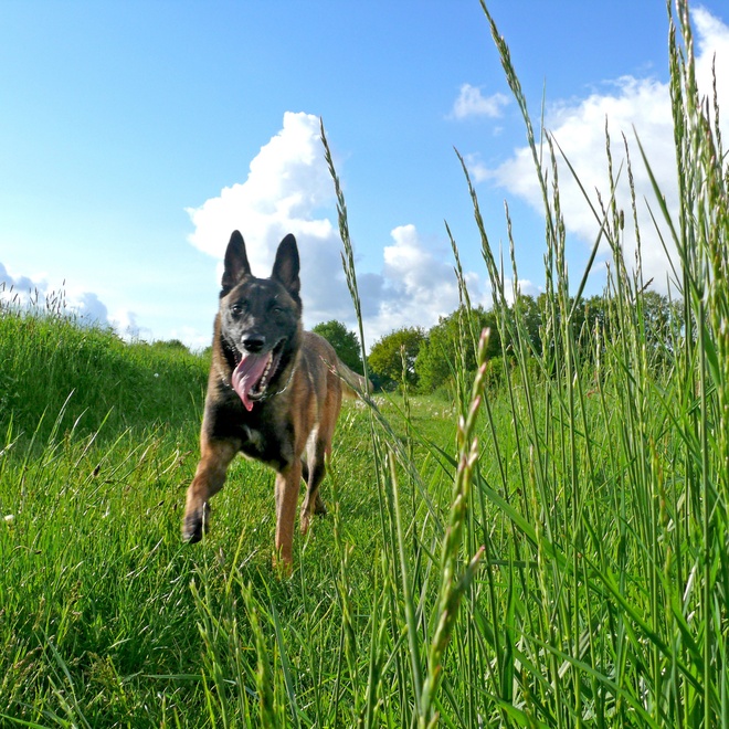 Un Malinois qui court dans des herbes hautes