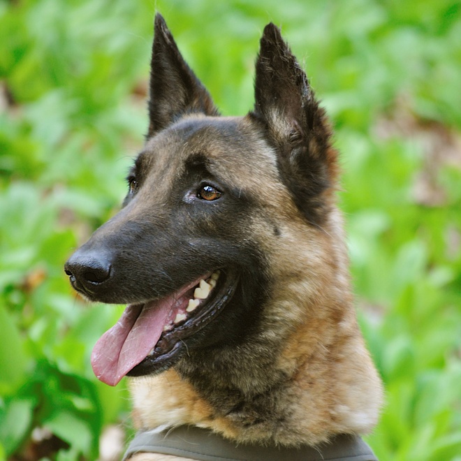Portrait d'un Malinois de profil