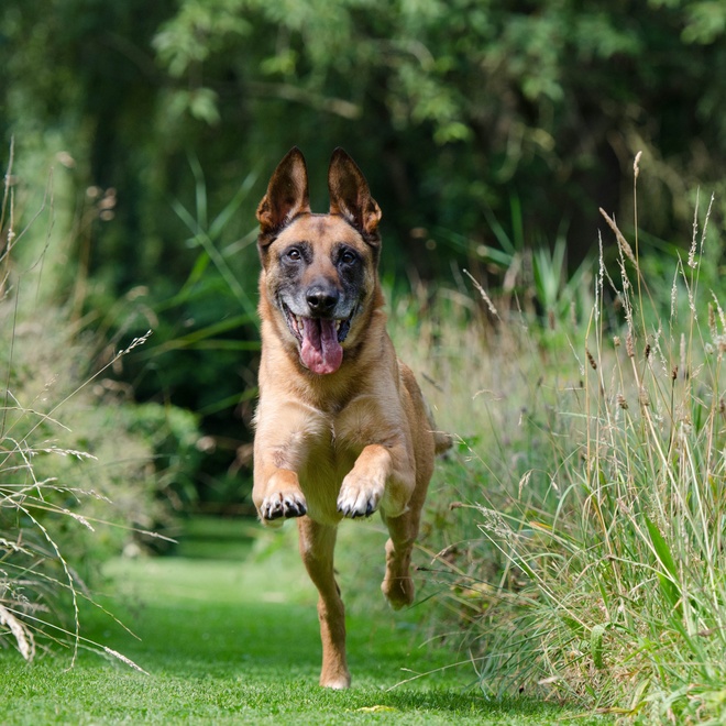 Un Malinois qui court en extérieur